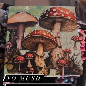 Collage on a hard board of a variety of mushrooms including three bold mushrooms - two red with yellow spots and one yellow, plus several smaller mushrooms.